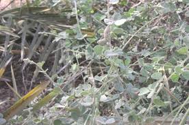 Image result for Rhynchosia sublobata