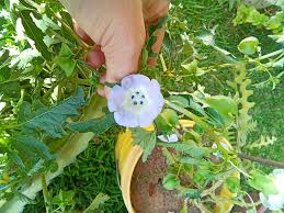 Image result for Nephrangis filiformis