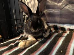 Image result for tbn:nuNU7FPK4A54yM::rvforsaleguide.com/images/bunny-resting-picture.jpg