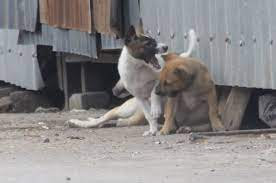 Inilah alasan islam mengharamkan anjingподробнее. Anjing Nasi Anjing Dan Najis Anjing Halaman All Kompasiana Com