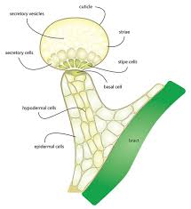 Trichomes The Complete Guide Honest Marijuana