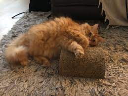 While cat and dog owners can cite a truckload of quirks on both ends of the spectrum, when both species are featured in fiction, you are far more likely to find an outright cruel, nasty, and otherwise vicious cat. Smartbsolutions On Twitter Trigger The Cat Attieksme More Than Happy