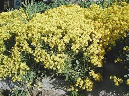 Image result for Aurinia