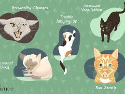 First of all, how do you know it's a tumor? 18 Signs That Your Cat Is Sick