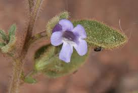 Image result for Anticharis senegalensis