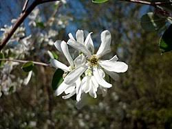 Image result for Amelanchier ovalis