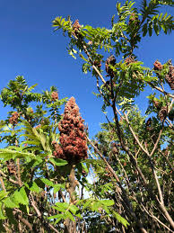 Image result for Dasylepis eggelingii