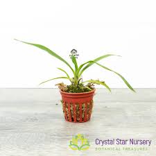 Image result for Angraecum calceolus