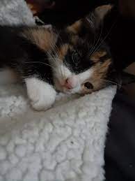 Crying Cat Meme Kittens Funny Cats Cat Memes Funny Kittens