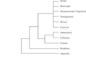Image result for Diaphananthe sarcophylla
