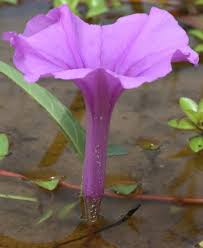 Image result for Ipomoea venosa