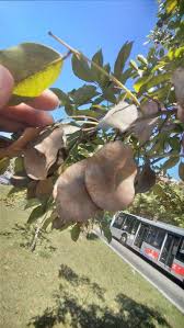 Image result for Pterocarpus indicus