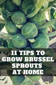 Types Of Urban Gardening Urban Gardening Brussel Sprouts Brussel Sprout Plant Sprouts