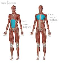 Patients with persistent cough or distressing breathlessness, particularly due to asthma, may complain of muscular pain around the lower rib cage. Training Your Muscles For Ballroom Dance Delta Dance