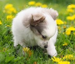 Maybe you would like to learn more about one of these? A Tiny Cute White Puppy In A Meadow Of Flowers Stock Photo Picture And Royalty Free Image Image 77579233