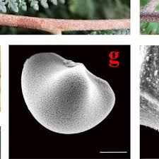 Image result for Blotiella trichosora