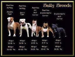 Misconception Of The Breeds Bully Breeds Bully Dog American Pitbull Terrier