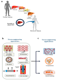 Cells Free Full Text Tissue Engineering In Liver Regenerative Medicine Insights Into Novel Translational Technologies Html