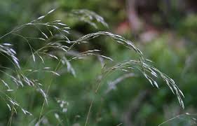 Image result for Deschampsia