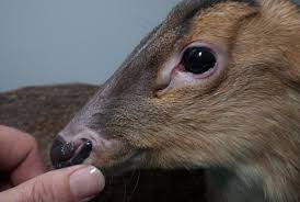 Muntjacs are small deer, with sizes ranging between 45 to 70 cm amongst different species. 10 Legal Exotic Pets That Pose No Threat To Public Safety Pethelpful By Fellow Animal Lovers And Experts