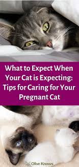 What To Expect When Your Cat Is Expecting Tips For Caring For Your Pregnant Cat Oliveknows Pregnant Cat Cat Having Kittens Cats