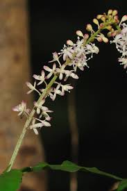 Image result for Rivina humilis