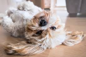 There are many causes of diarrhea in dogs, says dr. Puppy Diarrhea Is It Time To Go To The Vet Canna Pet