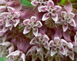 This milkweed surprisingly transplants well! Milkweeds Common And Native To Nc Va Blue Ridge Discovery Center