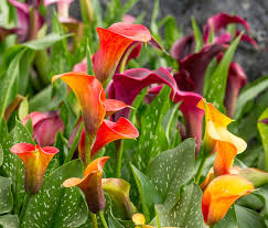 Calla gibt es in vielen verschiedenen sorten. Calla Pflegen Die Besten Tipps Auf Einen Blick