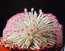 The latin name literally translates to spatula shaped. that said, the species is variable. Drosera Wikipedia