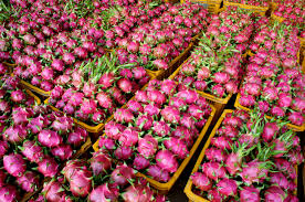 The rest was soil he decided to use, which was miracle grow vegetable soil. Follow These 7 Steps On How To Grow Dragon Fruit From Seed Garden Ambition