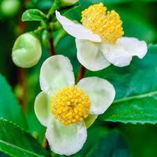 Spring Hill Nurseries 4 In Pot Tea Camellia Live Potted Plant White Flowers 1 Pack 60534 The Home Depot In 2020 Spring Hill Nursery Flower Pot Design Flower Pots