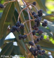 Image result for Ozoroa