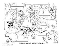 Some of the plants and animals trace back to prehistoric times and the region is said to be 165 million years old! How To Draw Tropical Rainforest Animals Step By Step Learn How To Draw