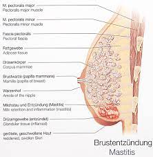 Vom Stillen Und Den Problemchen Monolinchen