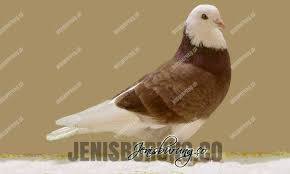 Gambar sketsa burung merpati gambar sketsa burung merpati terbang sketsa gambar sepasang burung merpati. Jenis Burung Merpati Lengkap Dengan Gambar Pinhome
