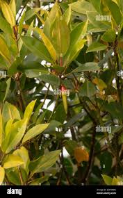 Image result for Rhizophoraceae