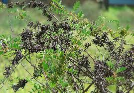 Image result for Indigofera drepanocarpa