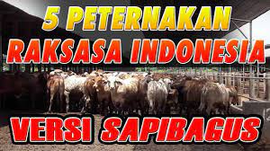 Top 5 Industri Peternakan Terbesar Di Indonesia Sapibagus Com