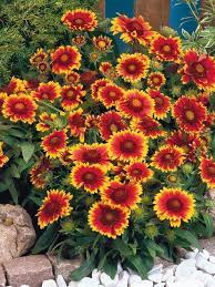 20pcs Gaillardia Flower Seeds Flowers Perennials Heat Tolerant Flowers Flower Seeds