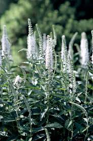 How to Plant and Grow Veronica