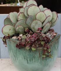 Pin Von Leah Motzko Auf Succulents And Such Wachsende Sukkulenten Sukkulenten Sukkulenten Pflanzen