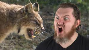 Florida Man Punches Bobcat After It Attacks His Dog: 'I Ripped Him Off'