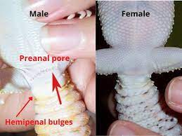 Male Vs Female Leopard Gecko How To Tell The Differences Being Reptiles