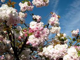 With their short stature and cascading spring. Prunus Flowering Cherries