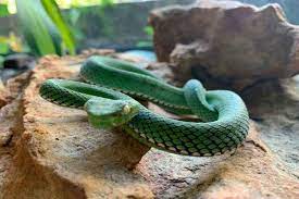 Видео cobra exótica atrai a atenção de visitantes no ins. Ibama Diz Que Instituto Butantan Quer Ficar Com Vibora Verde E Cobra Naja