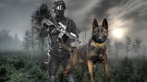 Malinois background information & history the belgian malinois—one of the four belgian sheepdogs—originated in belgium in the late 19th century. Belgian Malinois K9 Tactical Training Youtube