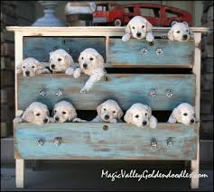 We are a participant in the amazon services llc associates program, an affiliate advertising forest in the middle of fall. Pin On Dog Breeders