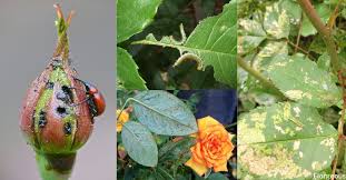 All spiders consume insects and are very important in garden pest control. 18 Common Rose Diseases Pests And Remedies Florgeous