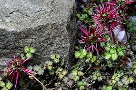 Image result for Parquetina calophylla